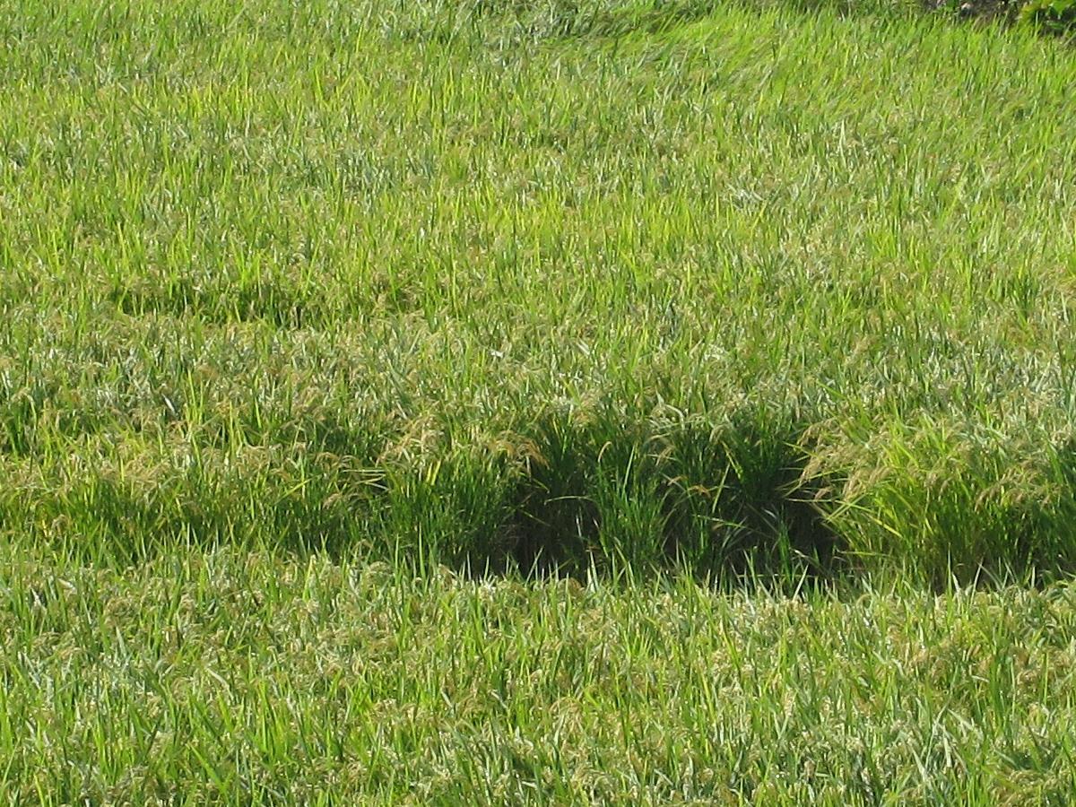 e0176785_18261322.jpg