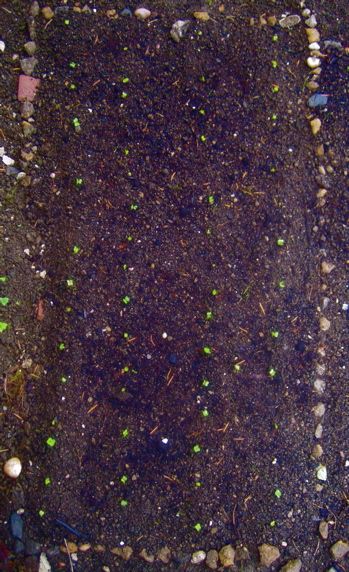 d0135907_329501.jpg