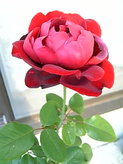 e0098908_23331592.jpg