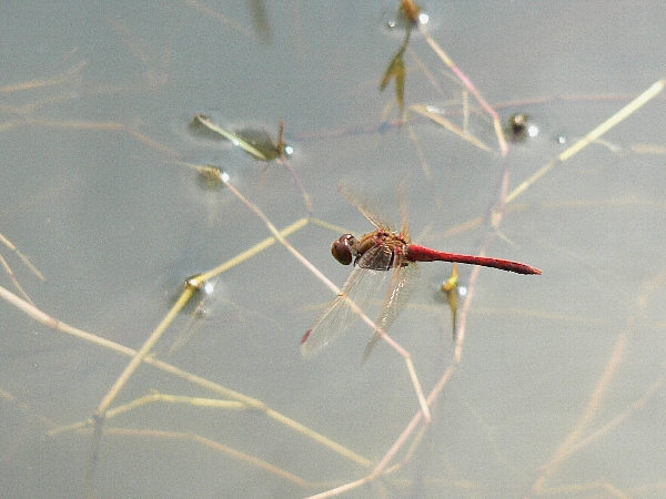 e0002314_19382468.jpg