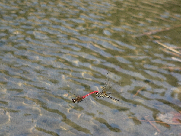 e0002314_19392075.jpg