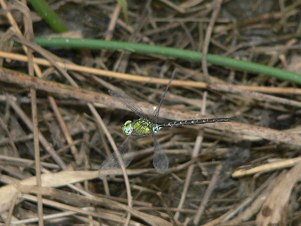 e0002314_19462059.jpg