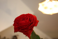 d0149620_1818936.jpg