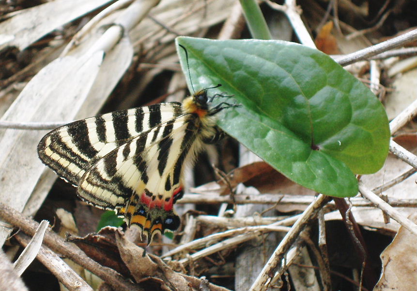 a0126632_21319.jpg