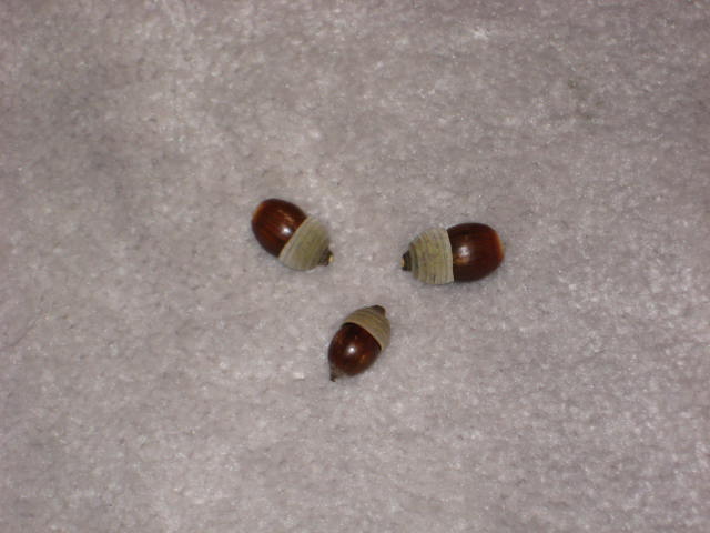 e0166032_2104673.jpg