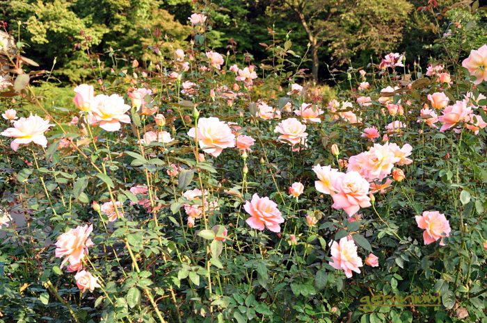 c0133533_11422782.jpg