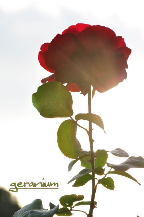 c0133533_11484711.jpg