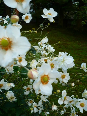 c0035843_16525025.jpg