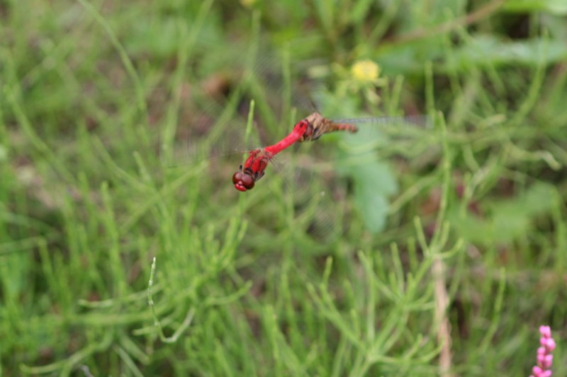 b0088772_1961569.jpg