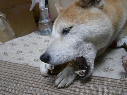 c0123890_7324532.jpg