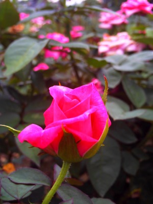 c0179996_22321832.jpg