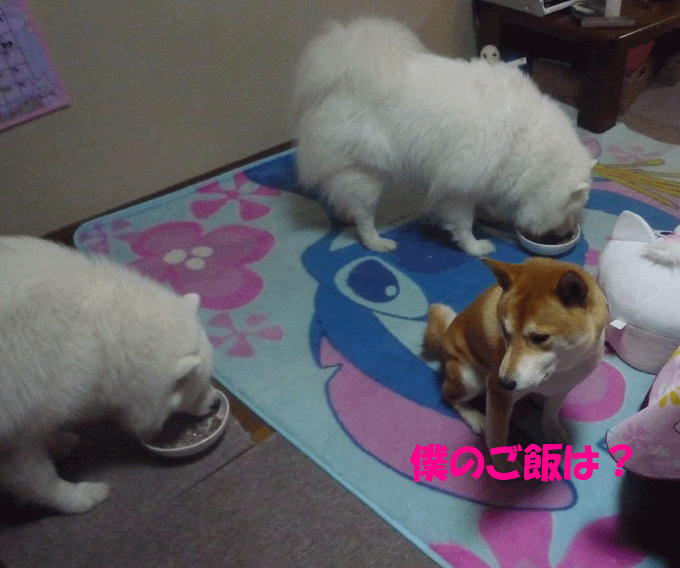 e0018604_20212057.gif
