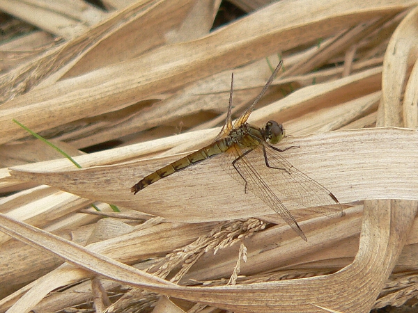 e0002314_1642164.jpg