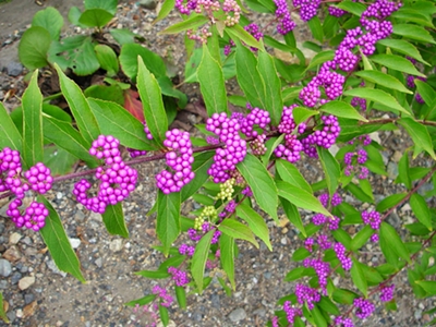 d0144618_20574691.jpg