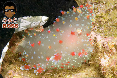 b0044726_737383.jpg