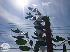 d0040733_2254432.jpg