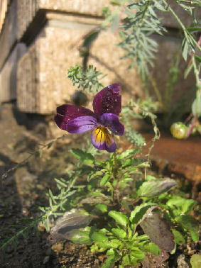 c0117239_115399.jpg