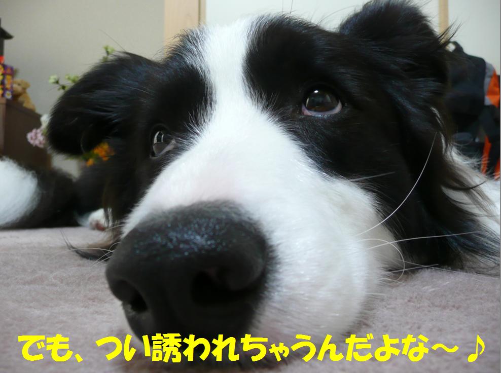 c0147241_2031225.jpg