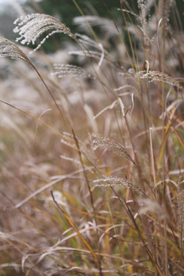 f0107364_22105063.gif