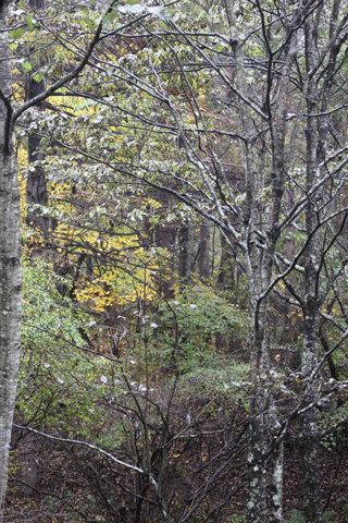 f0107364_22543860.gif