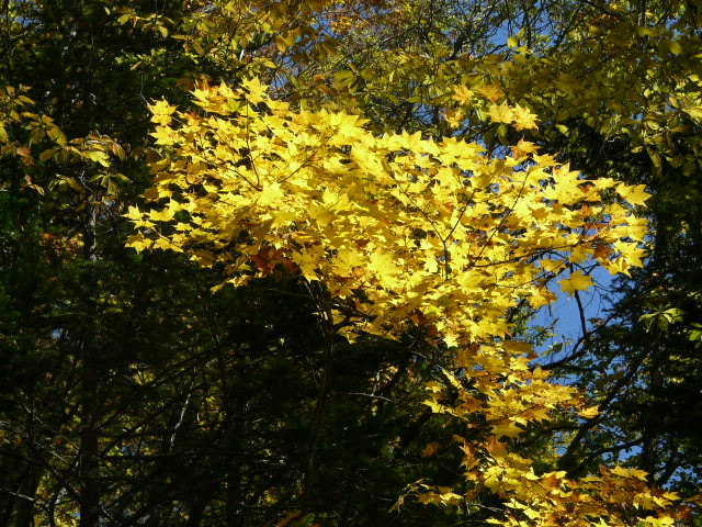 e0145782_19391353.jpg