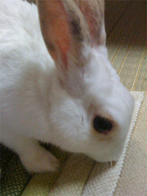 f0201191_1622938.gif