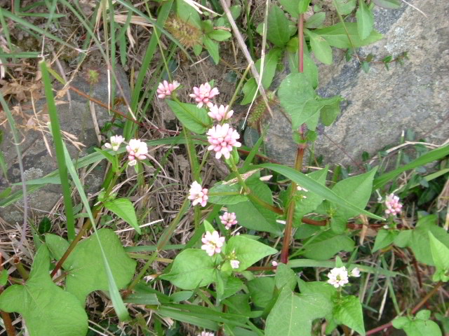 b0044296_1053273.jpg