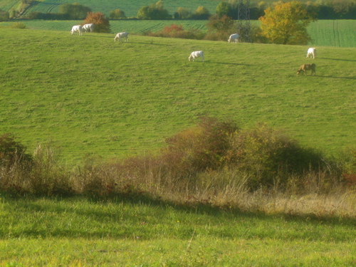 d0135907_2146128.jpg
