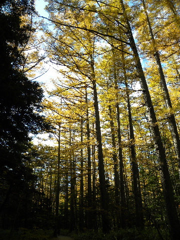 c0000134_1751597.jpg