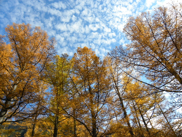 c0000134_175376.jpg