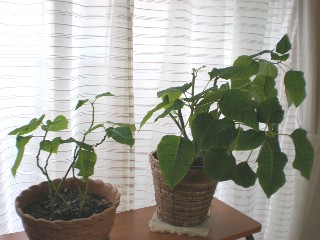 d0006253_157486.jpg