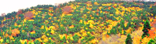 a0097298_11495468.jpg