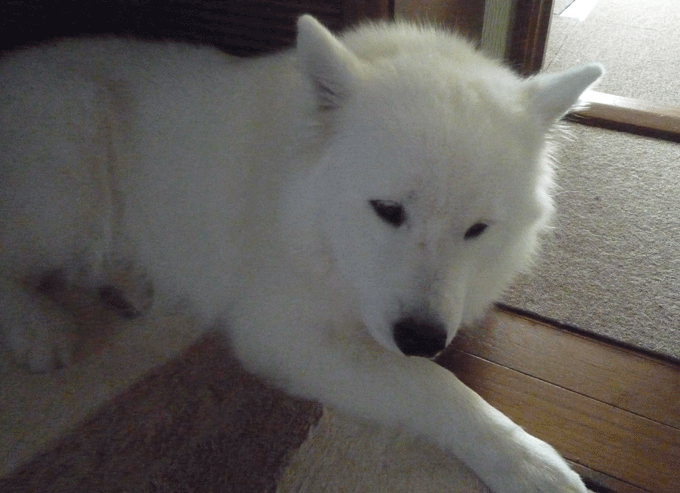 e0018604_10311163.gif