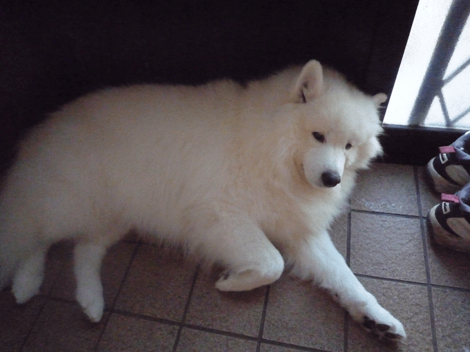 e0018604_103129.gif