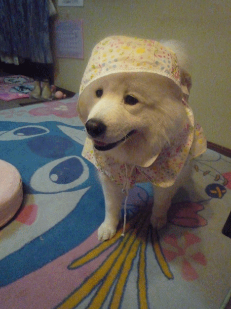 e0018604_10324762.gif