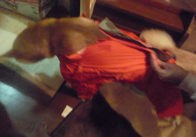 e0018604_1034060.gif