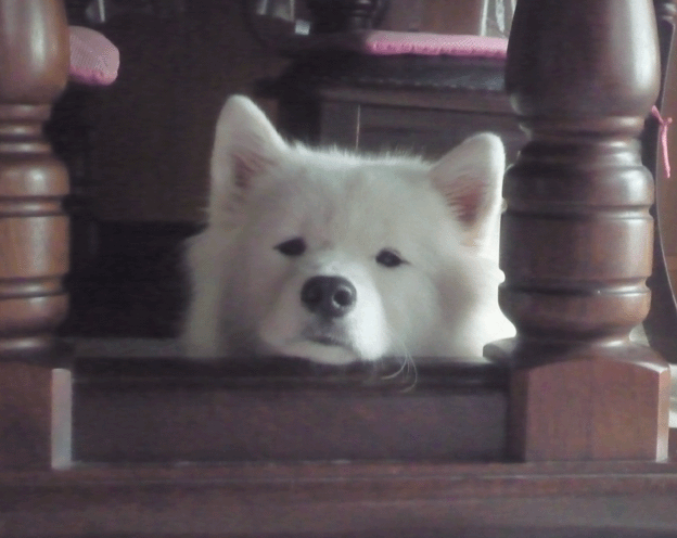 e0018604_10504016.gif
