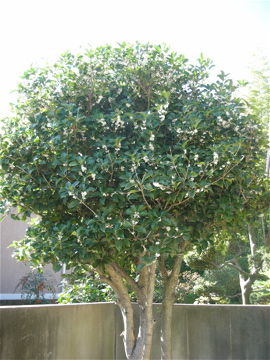 c0145209_21284057.jpg