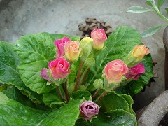 c0190010_1521269.jpg