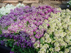 c0190010_15271128.jpg