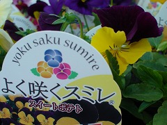 c0190010_16385211.jpg