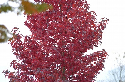 e0121418_22521217.jpg