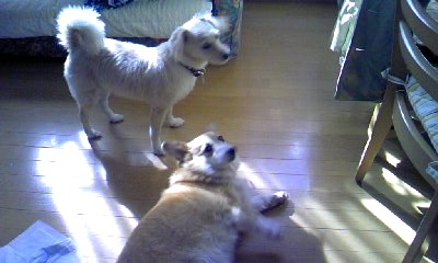 c0150520_1311516.jpg