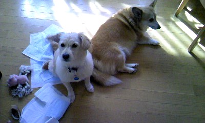 c0150520_1339283.jpg
