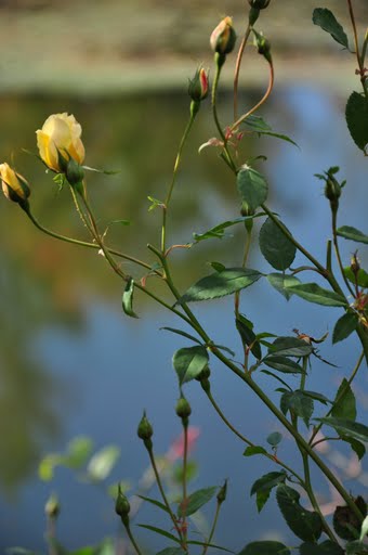 c0133533_2155392.jpg