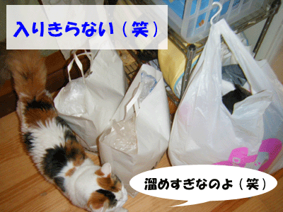 f0008935_11154466.gif