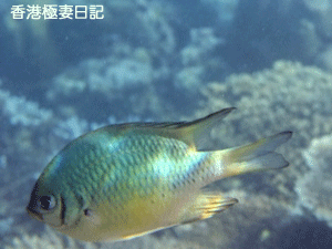 f0190653_10185818.gif