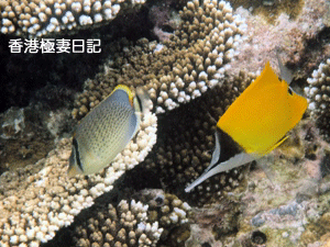 f0190653_10192135.gif