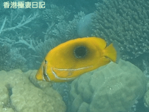 f0190653_102037.gif