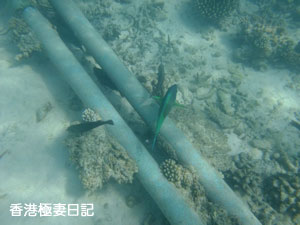 f0190653_9425183.jpg
